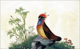 China: Satyr Tragopan. Watercolour painting from a gouache album of various Chinese birds, 19th century.<br/><br/>

The satyr tragopan (Tragopan satyra), also known as the crimson horned pheasant, is a Himalayan pheasant found in India, Bhutan, Nepal and Tibet. During mating season, males grow blue horns and a gular wattle. When ready to display, they hide behind a rock and inflate their horns, and when females pass by they perform an elaborate display in front of them, stretching to their full height to show off all their ornaments.