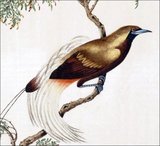 China: Greater Bird-of-paradise. Watercolour painting from a gouache album of various Chinese birds, 19th century.<br/><br/>

The greater bird-of-paradise (Paradisaea apoda) is a bird-of-paradise found in the lowland and hill forests of southwest New Guinea and Indonesia's Aru Islands. It has the most glamorous display in the bird world, with sexually dimorphic plumage, the females being quite plain compared to the males.