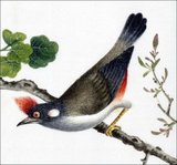 China: Red-whiskered Bulbul. Watercolour painting from a gouache album of various Chinese birds, 19th century.<br/><br/>

The red-whiskered bulbul (Pycnonotus jocosus), or crested bulbul, is a passerine bird and frugivore found across tropical Asia. It has since been introduced to other tropical areas in the world, such as Australia, Hawaii and the United States.