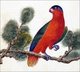 Indonesia / China: Purple-naped Lory. Watercolour painting from a gouache album of various Chinese and Indonesian birds, 19th century.<br/><br/>

The purple-naped lory (Lorius domicella) is a species of parrot endemic to the Indonesian islands of Seram, Ambom, Haruku and Saparua. Its popularity with the cage-bird trade has led to it being considered an endangered species.