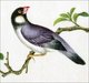 China: Java Sparrow. Watercolour painting from a gouache album of various Chinese birds, 19th century