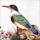 China: Black-capped Kingfisher. Watercolour painting from a gouache album of various Chinese birds, 19th century